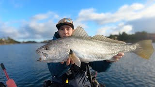 Westlakes Mulloway [upl. by Tav834]