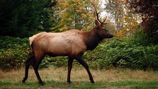 Roosevelt elk make BC town their home [upl. by Notelrahc918]