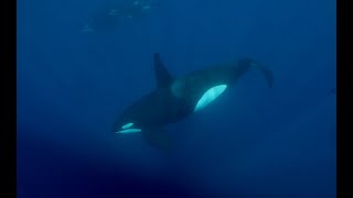 Orcas in the Sea of Cortez [upl. by Fagin871]