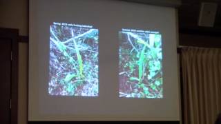 Jason Downing  Mycorrhizal Associations of Two Native Florida Orchids [upl. by Yrrok547]