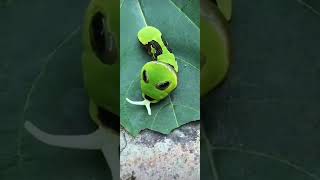 A Caterpillar you have never seen educationalshorts caterpillar [upl. by Coughlin112]