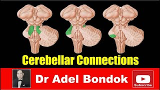 Cerebellar Connections and Control of Movement Dr Adel Bondok [upl. by Ode965]