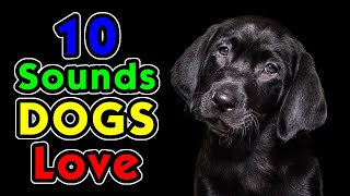 10 Sounds Dogs Love To Hear the Most [upl. by Wj]