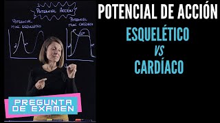 Potencial de acción del músculo esquelético vs músculo cardíaco Pregunta de Examen [upl. by Ydolem513]