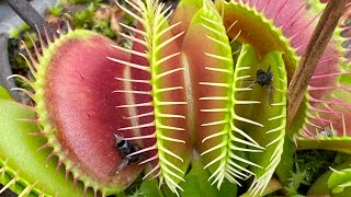 Over winter Venus flytraps [upl. by Noit]