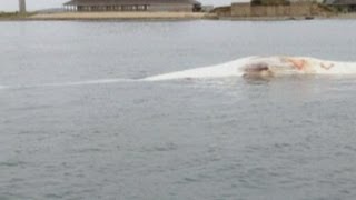 Dead finback whale found in Boston harbor [upl. by Aimil]