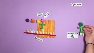 Polypeptide Synthesis Model [upl. by Haydon]