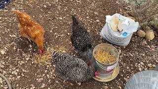 Chicken Feed Review Kalmbach Henhouse Reserve [upl. by Brockwell]