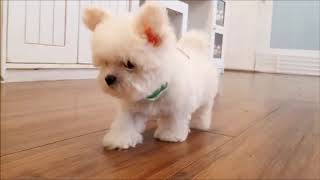 Bichon frise lovely and cutest puppy [upl. by Adyol]