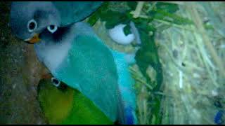 04 02 2014 memories Lovebird breeding [upl. by Eicyac]