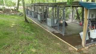 Rottweiler dog kennels Nashville Tennessee  Rottweiler breeders in TN  Rottweiler puppies [upl. by Airamat]