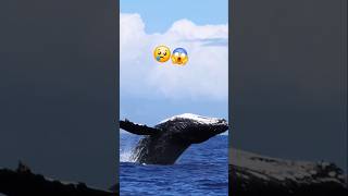 the biggest animal on earth watching shortvideo whale videotravel [upl. by Pentha447]