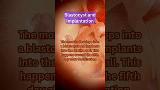 Blastocyst and Implantation shorts [upl. by Einram]