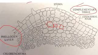 Lenticels  BSc II Year [upl. by Neih]