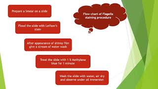 Flagella staining by Leifsons Method  Microbiology with Sumi [upl. by Ardnasil]