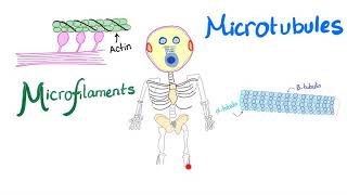 Microfilaments Microtubules and Intermediate filaments  Cytoskeleton  Anatomy and Physiology [upl. by Mikes818]