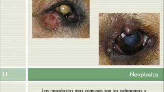 INTRODUCCION OFTALMOLOGIA VETERINARIA [upl. by Sirrad]