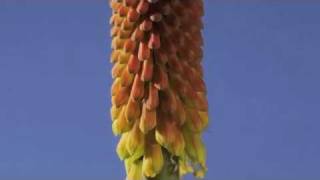 Kniphofia flower timelapse [upl. by Erastes682]