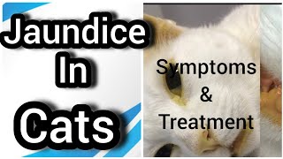 Jaundice in cats  Yellow skin  How to treat jaundice in cats  Signs causes amp treatment [upl. by Neih]