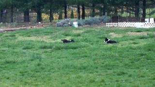 Sheltie puppies and dogs play outside 2 [upl. by Halette116]