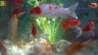 GoldFishTV VDO001 The Most Beautiful Fish Video Show  Golden Fish Koi Fish  Betta Fish [upl. by Nnylsoj685]