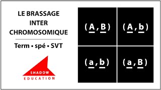 Le brassage interchromosomique  Term spé SVT [upl. by Akemehc]