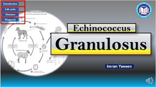 Echinococcus granulosus a dog tapeworm causes Hydatid disease  Parasitology  by Imran Yaseen [upl. by Adirem]