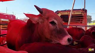 PLAZA GANADERA TEPEACA PUEBLAPUROS ANIMALES GIGANTESTOROSCHIVOSBORREGOSMULASLA MEJOR DE PUEBLA [upl. by Schouten]