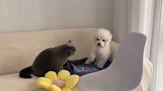 Dog waves in surrender as cat playfully attacks [upl. by Ieppet]