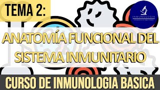 Anatomía Funcional del Sistema Inmune Hematopoyesis Órganos linfoides Sistema Linfático [upl. by Vere]