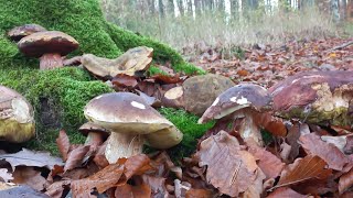 GRZYBY dopisały  BOROWIKÓW jest kosz cały  Wielkie prawdziwki pod koniec sezonu [upl. by Sheppard586]