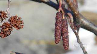 Catkins No Those Arent Cones on Your Cottonwood Tree [upl. by Adleremse]