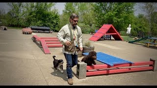 Goldendoodle Labradoodle Bernedoodle Training Session [upl. by Yekcim555]