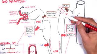 Nephrology  Physiology Reabsorption and Secretion [upl. by Hurlee552]