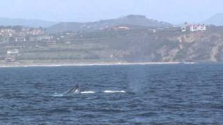 Blue Whale leaps out of the water Dana Point Ca must see only 20 seconds [upl. by Coffin905]