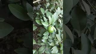 Lemon tree apne aap ho gya  lemon tree  shorts  viral [upl. by Ronni]