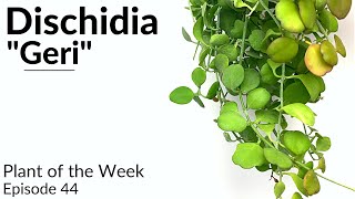 How To Care For Dischidia quotGeriquot  Plant Of The Week Ep 44 [upl. by Curley]