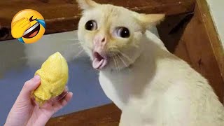 Funniest Animals 2023 🤣 Best Funny Cats and Dogs Videos 😸🐶 Part 7 [upl. by Eceryt]