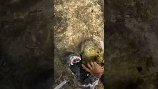 GIANT CRAB Barehanded Catch for ISLAND SURVIVAL [upl. by Sweatt]