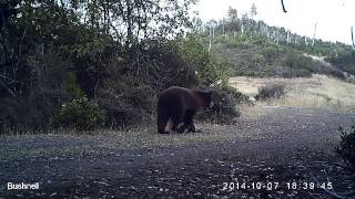 Black Bear in the Mayacamas Mountains [upl. by Alilak853]