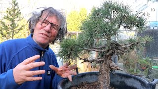 Scots Pine and Early Winter Updates The Bonsai Zone Nov 2023 [upl. by Haynor]