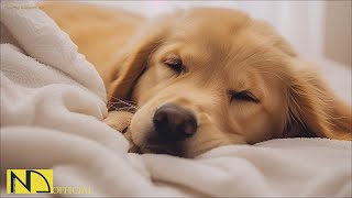 20 HOURS of Dog Calming Music For Dogs🎵🐶Anti Separation Anxiety Relief💖🐶Dog Sleep Music🎵 NadanMusic [upl. by Benton]