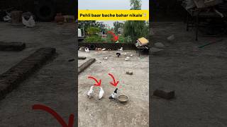 Pehli baar bache bahar nikale🕊️ petlover minivlog pigeonvlogger birds petvlogger birdslover [upl. by Hanley842]