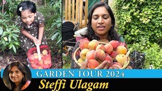 Steffi Ulagam Garden Tour 2024  Harvesting Fruits from our Home Garden  Garden Vlog in Tamil [upl. by Darleen789]