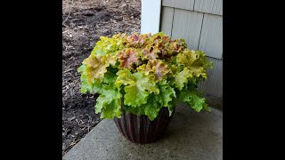 DOLCE® Frosted Berry Heuchera Bin3aiah Plants [upl. by Fidelas]