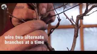 34 How to Wire Bonsai Trees  Bonsai Trees for Beginners [upl. by Nairret]