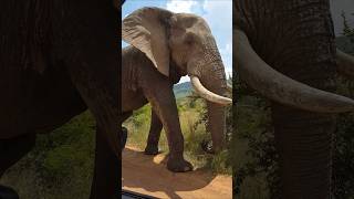 Too Close Elephant africa southafrica elephant [upl. by Hardner]