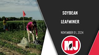 Soybean Leafminer  November 01 2024 [upl. by Anived729]