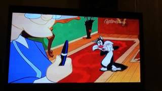 Sylvester the Cat  Chasing Laser Pointer [upl. by Collbaith]