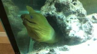 Green Moray Eel Feeding [upl. by Nassah366]